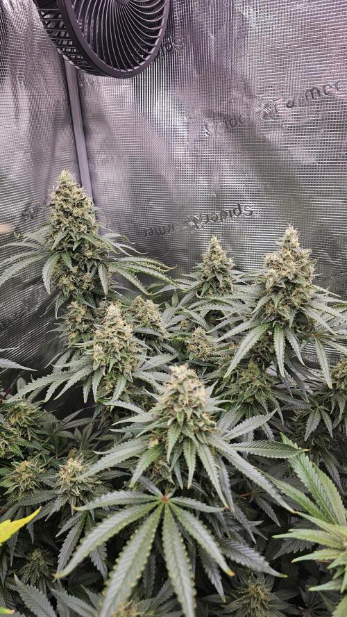 Amnesia Haze / Bubble Kush. Week 8 - Amnesia Haze