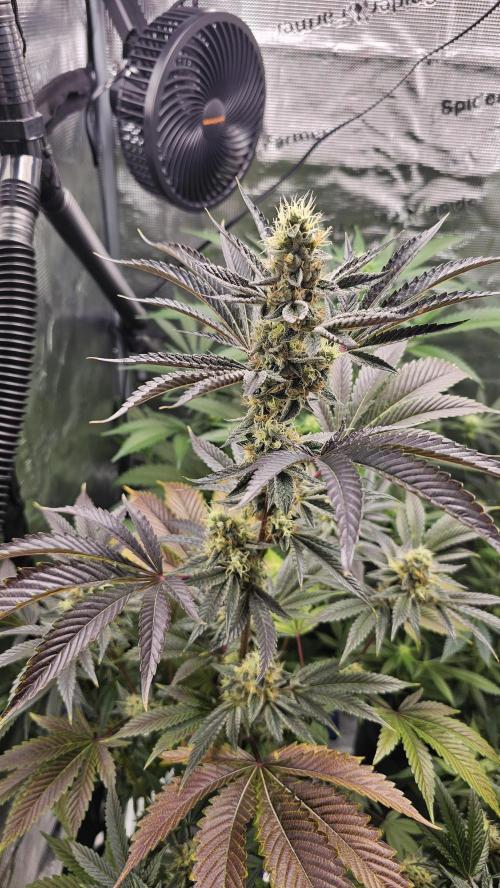 Amnesia Haze / Bubble Kush. Week 8 - Bubble Kush