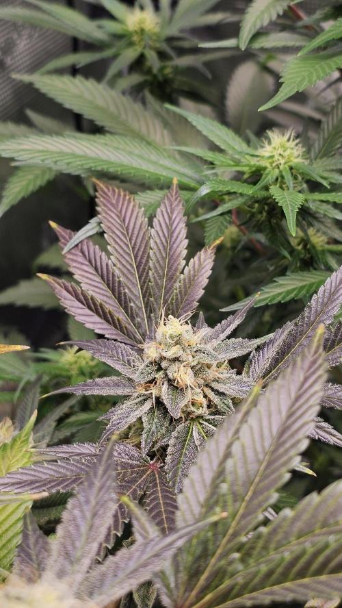Amnesia Haze / Bubble Kush. Week 8 - Bubble Kush