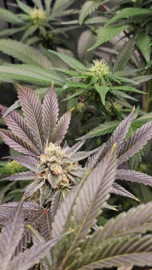 Amnesia Haze / Bubble Kush. Week 8