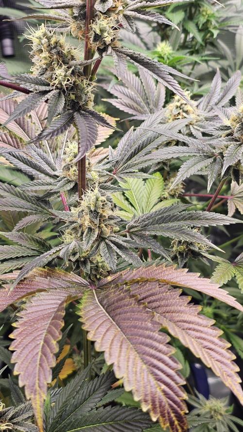 Amnesia Haze / Bubble Kush. Week 8