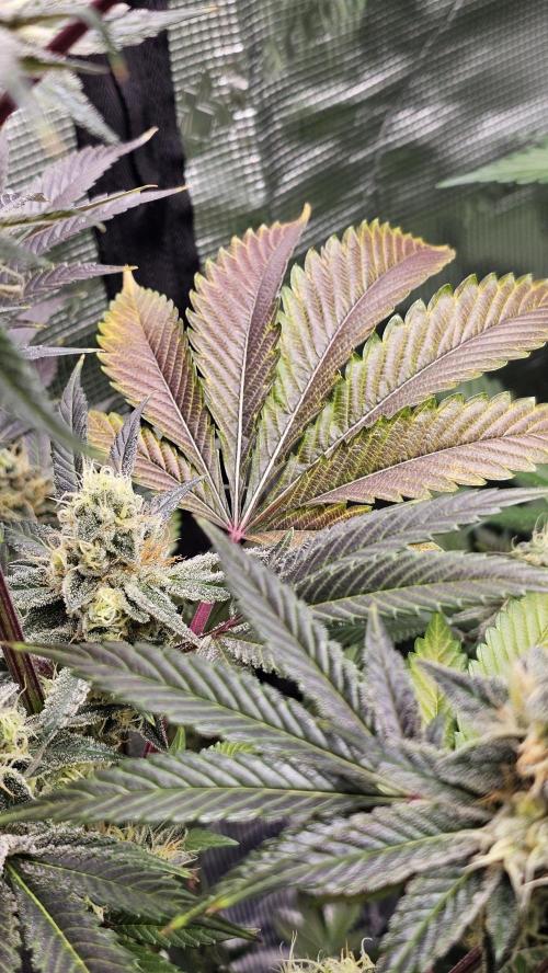 Amnesia Haze / Bubble Kush. Week 8
