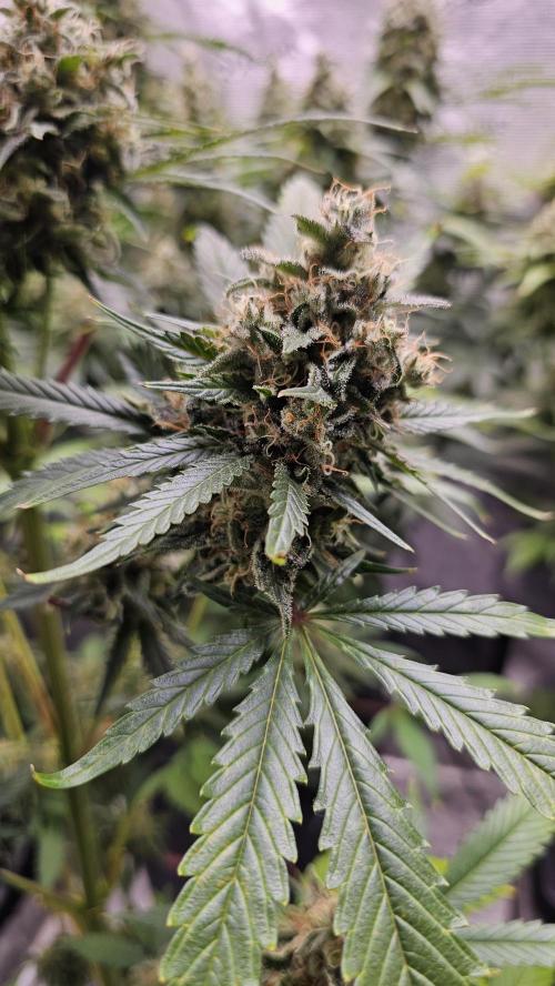 Amnesia Haze / Bubble Kush. Week 9