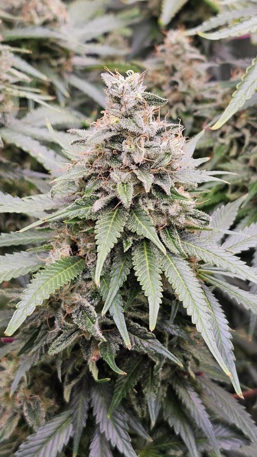 Amnesia Haze / Bubble Kush. Week 9