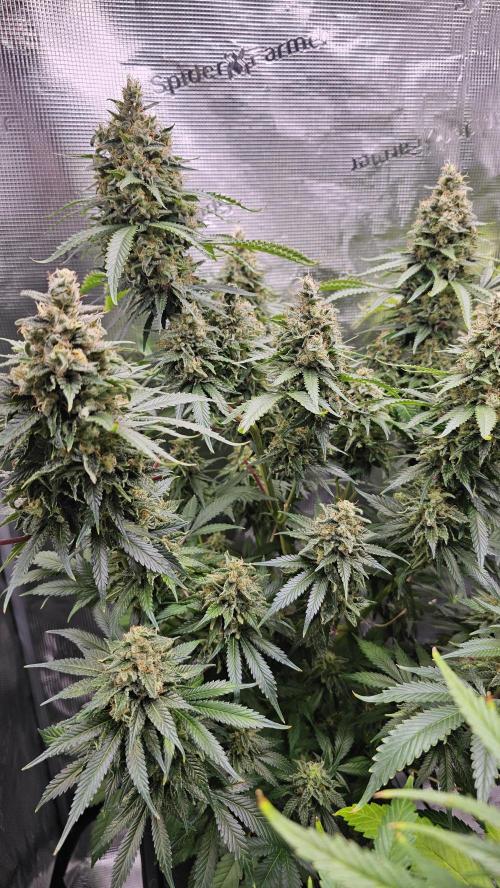 Amnesia Haze / Bubble Kush. Week 9