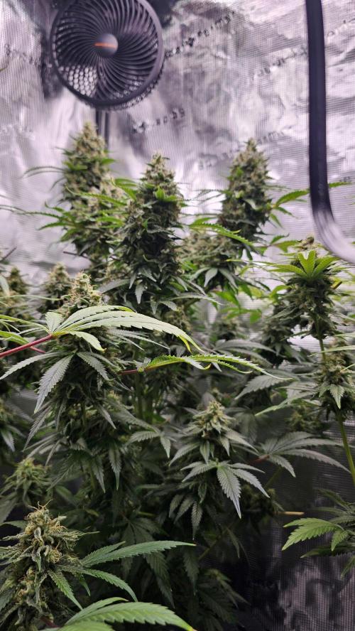 Amnesia Haze / Bubble Kush. Week 9