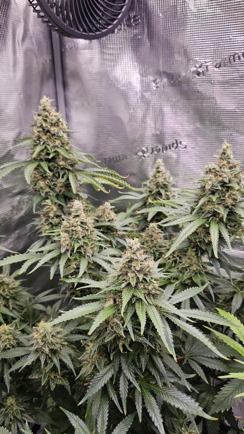 Amnesia Haze / Bubble Kush. Week 9