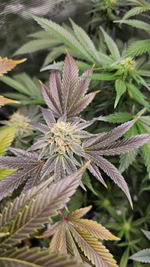 Amnesia Haze / Bubble Kush. Week 9