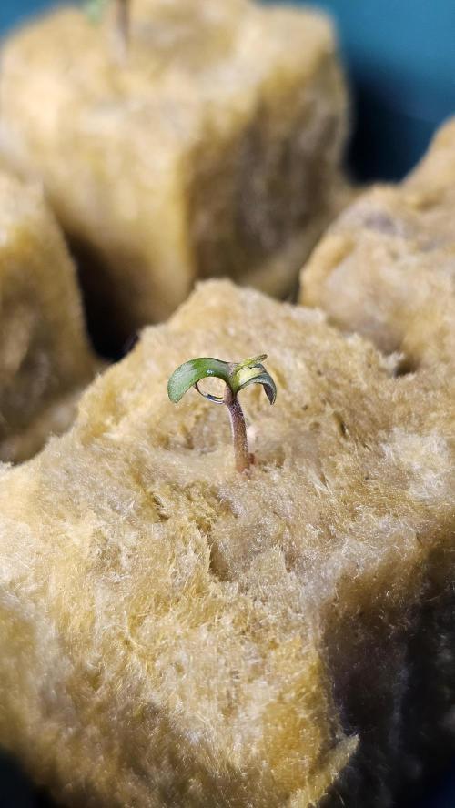 Sundae Driver RQS Grow 2026. Week 0