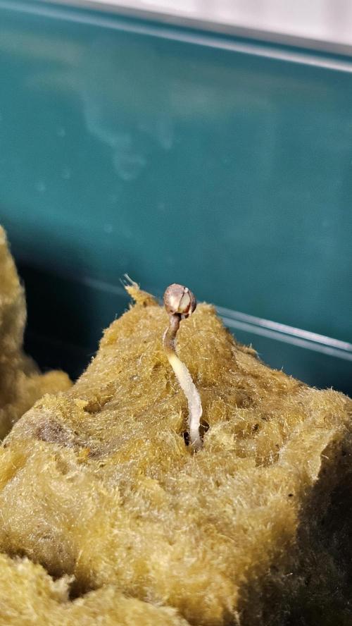 Sundae Driver RQS Grow 2026. Week 0 - Noch ist die Hoffnung da ☺️ Ich habe den Samen von Hand etwas nachgeholfen