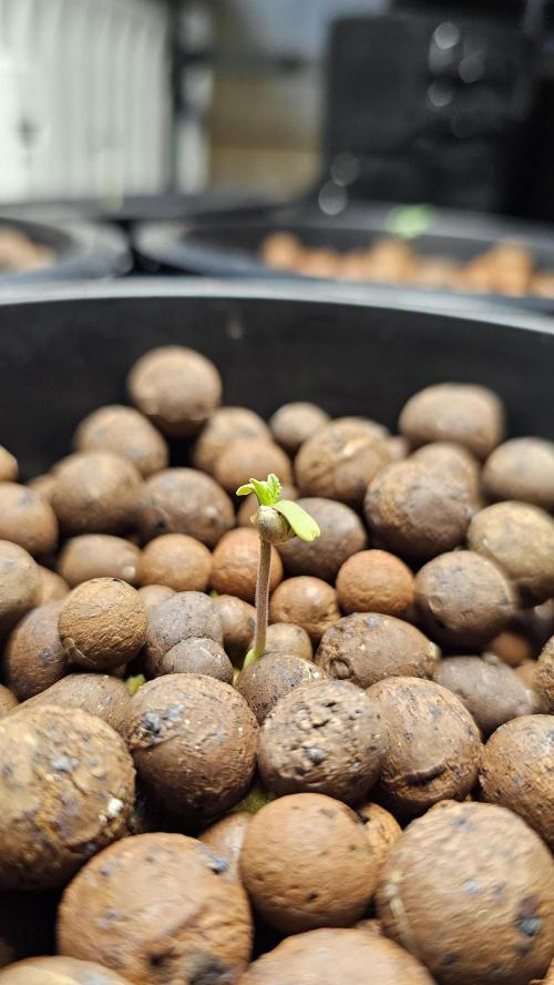 Sundae Driver RQS Grow 2026. Week 1 - Heute sind die kleinen umgezogen 