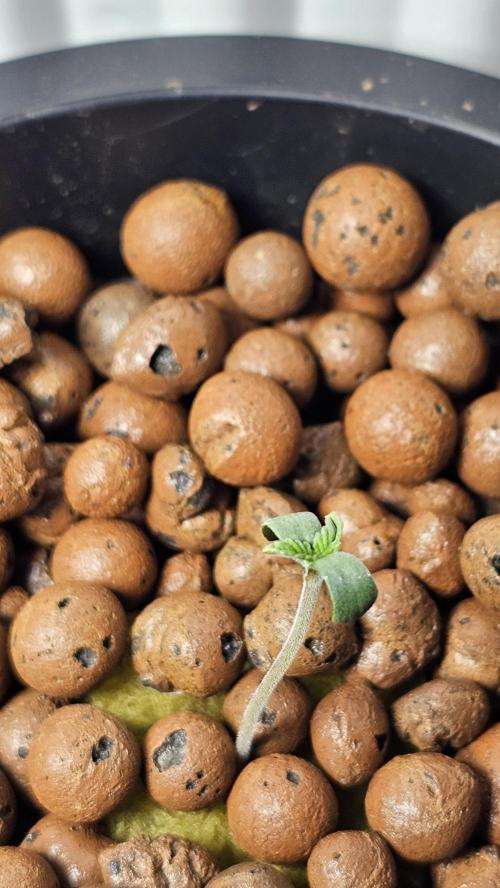 Sundae Driver RQS Grow 2026. Week 1