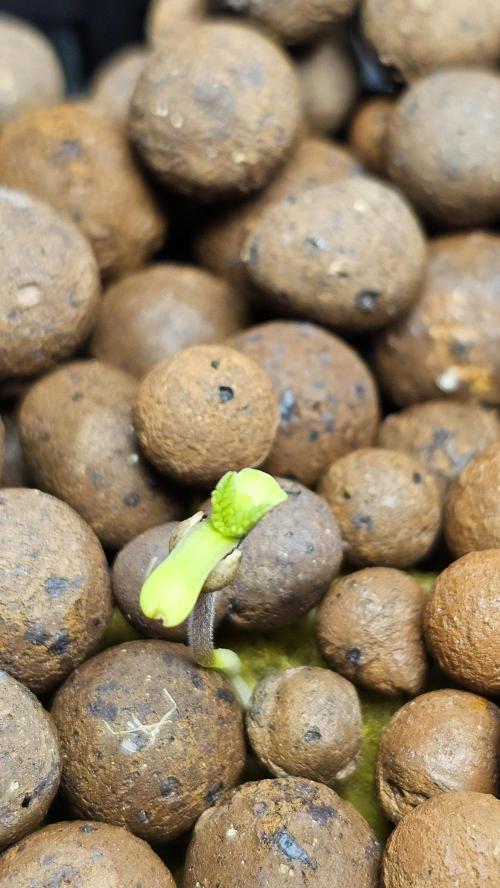Sundae Driver RQS Grow 2026. Week 1 - Der Samen hängt noch ☺️ aber ich denke sie packt es