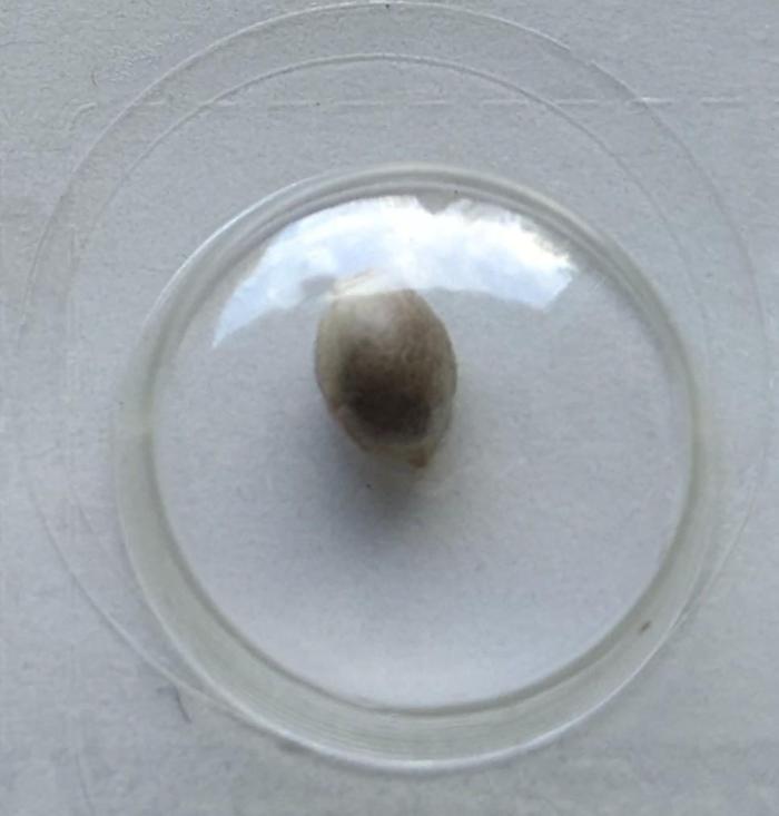 2026 Pineapple Chunk. Week 0 - Poor seed, all alone and forgotten. Let's see how big you can get!