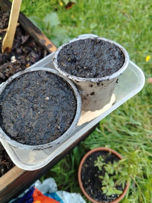 Growing again after 13y. Week 0 - 5) when soil was cold i mix it with biochar and put in the pot