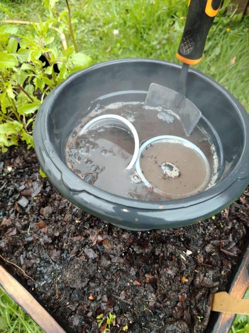 Growing again after 13y. Week 0 - 2) Hot water to sterilize soil