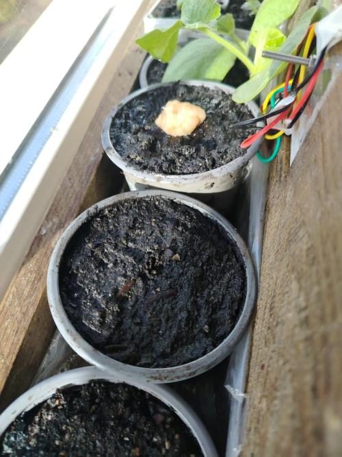 Growing again after 13y. Week 0 - 10) seeds in the pot