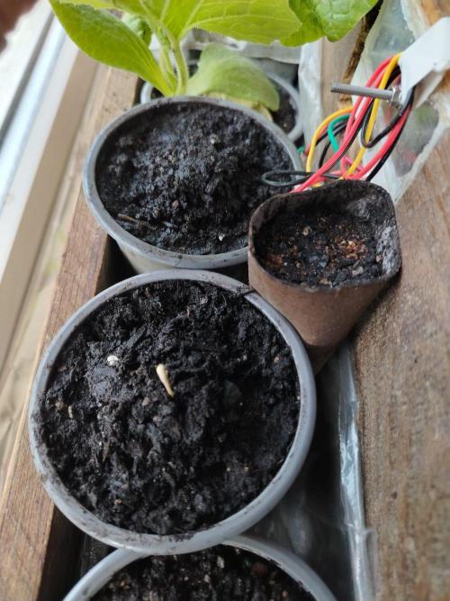 Growing again after 13y. Week 0 - 11) day 4, the fat seeds sprout