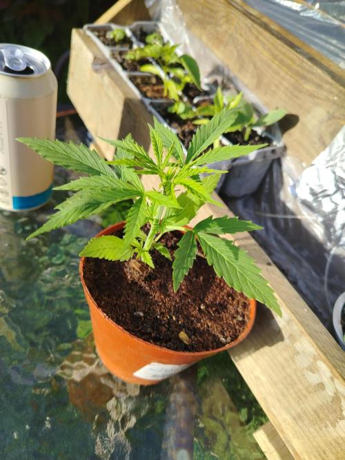 Double Kush Cake Auto. Week 3