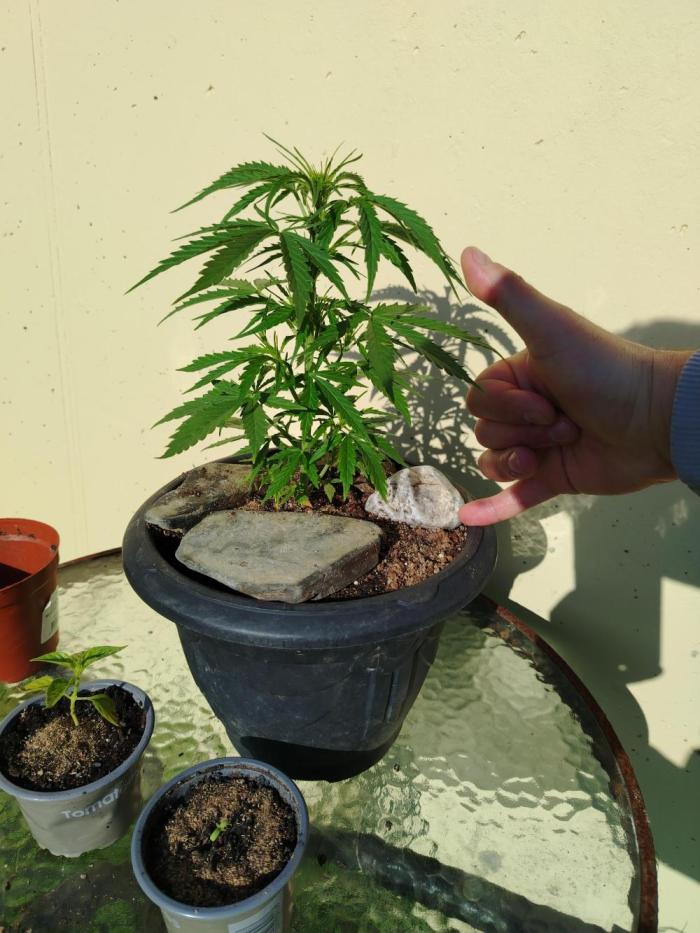 Growing again after 13y. Week 5 - junior and a new baby in the sun (plus chili plant) 🌞 