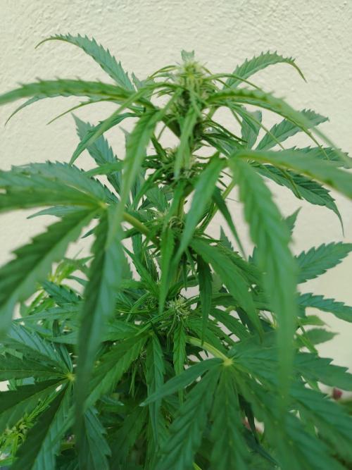 Double Kush Cake Auto. Week 7