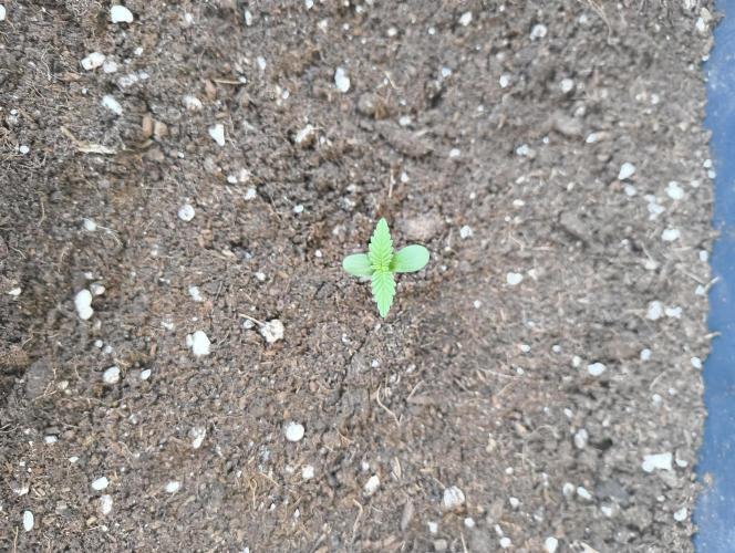 Outdoor grow 30/05/2026. Week 0