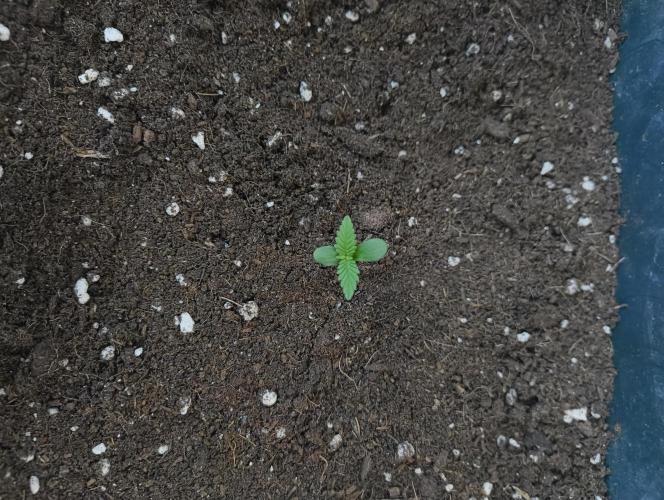 Outdoor grow 30/05/2026. Week 0