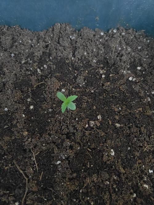 Outdoor grow 30/05/2026. Week 0