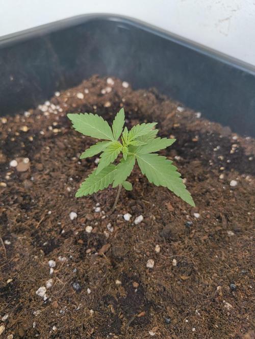 Outdoor grow 30/05/2026. Week 1 - Guava Auto