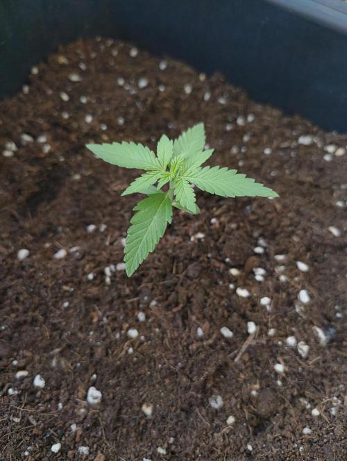 Outdoor grow 30/05/2026. Week 1 - Apple Strudel Auto
