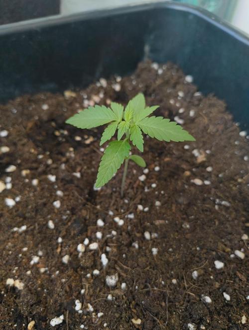 Outdoor grow 30/05/2026. Week 1 - Lemon Cherry Cookies Auto