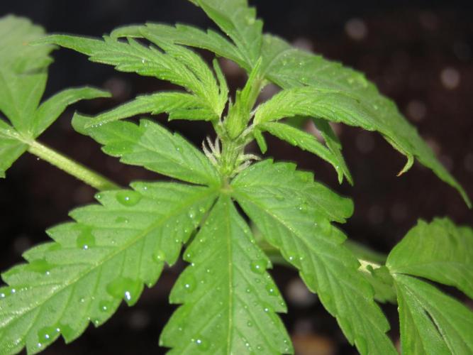 Outdoor grow 30/05/2026. Week 2