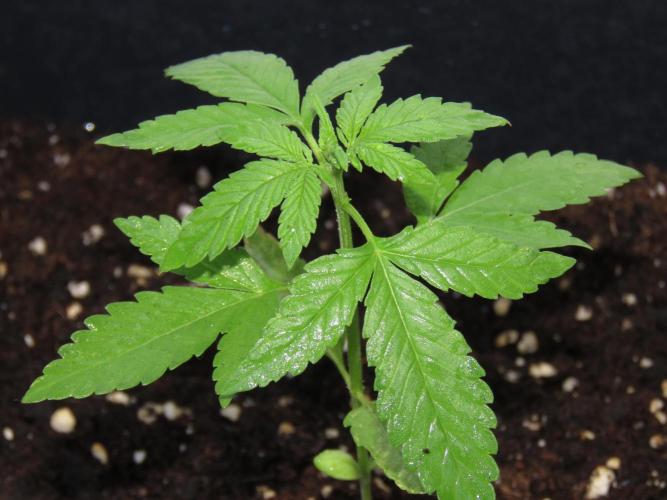 Outdoor grow 30/05/2026. Week 2