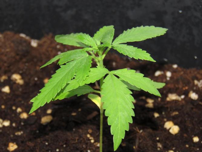 Outdoor grow 30/05/2026. Week 2