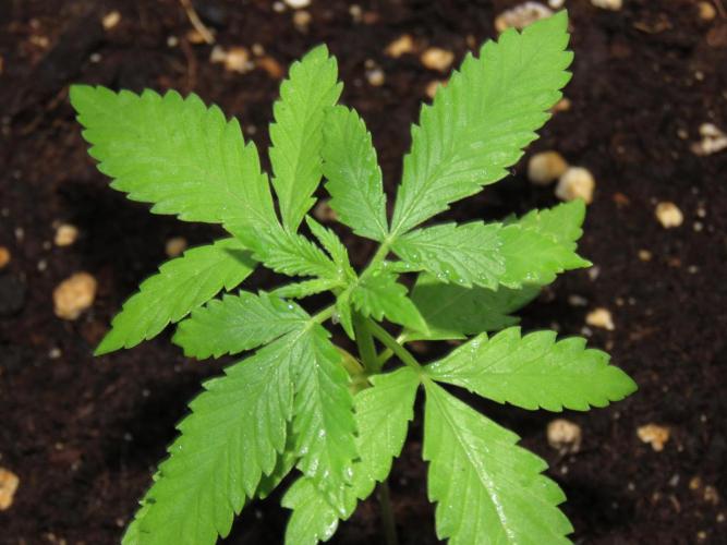 Outdoor grow 30/05/2026. Week 2