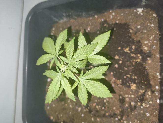 Outdoor grow 30/05/2026. Week 3