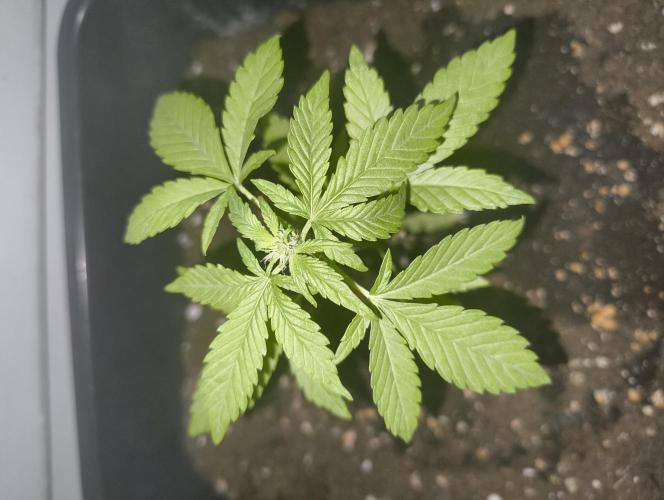 Outdoor grow 30/05/2026. Week 3