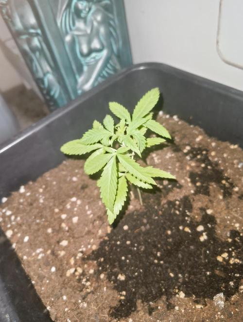Outdoor grow 30/05/2026. Week 3