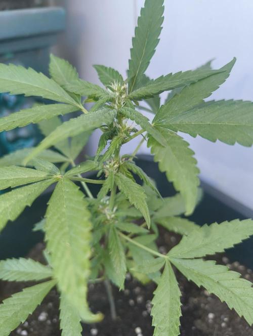 Outdoor grow 30/05/2026. Week 5