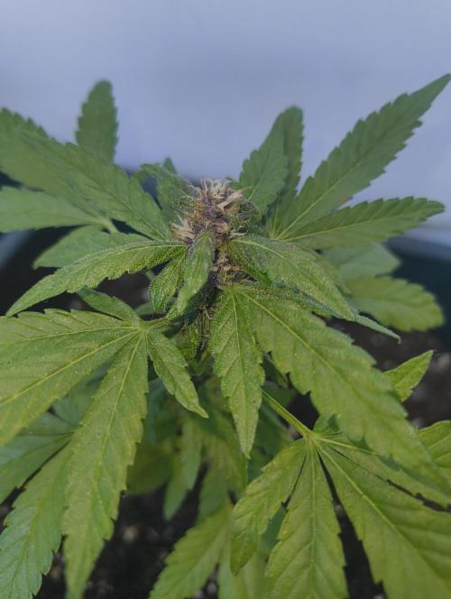 Outdoor grow 30/05/2026. Week 5