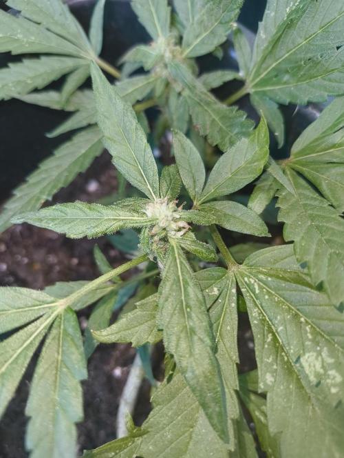 Outdoor grow 30/05/2026. Week 5