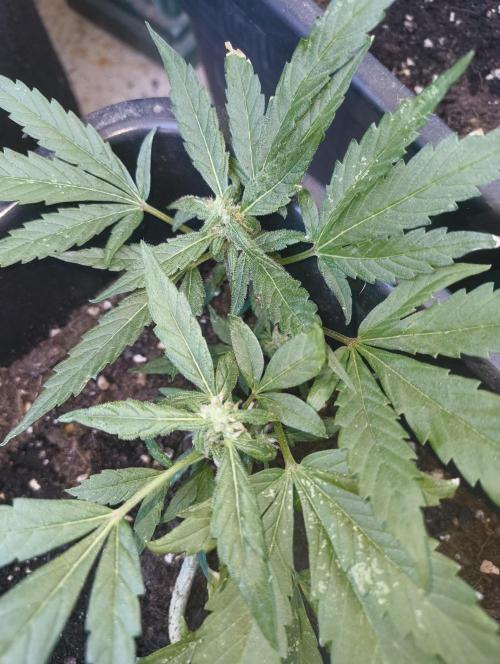 Outdoor grow 30/05/2026. Week 5