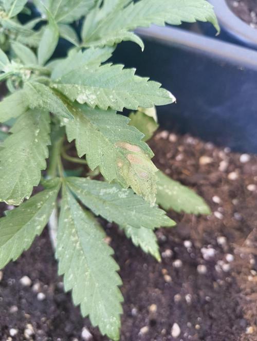 Outdoor grow 30/05/2026. Week 5