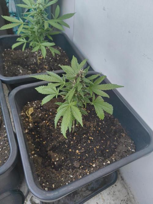 Outdoor grow 30/05/2026. Week 6