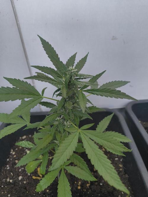 Outdoor grow 30/05/2026. Week 6