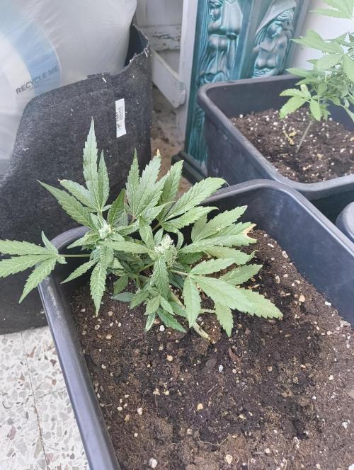 Outdoor grow 30/05/2026. Week 6
