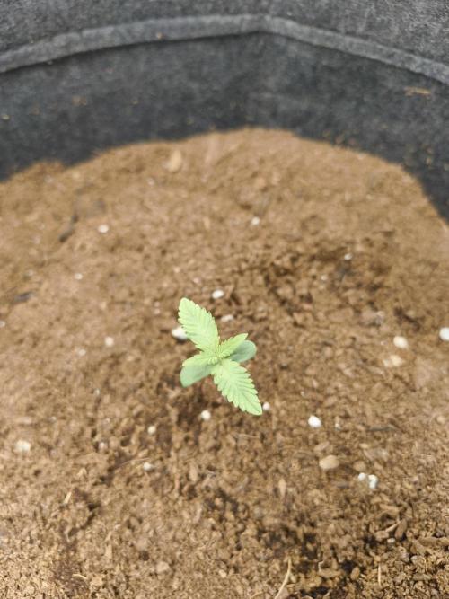 First Indoor Grow 05/07/2026. Week 1