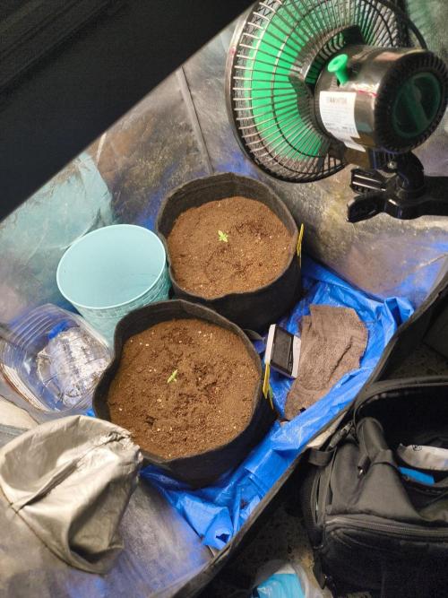 First Indoor Grow 05/07/2026. Week 1