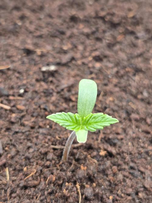 Strawberry Milk and Cookies Remix #2. Week 1 - True leaves emerged nice and symetrically.  You can see the leaf that had the helmet head.