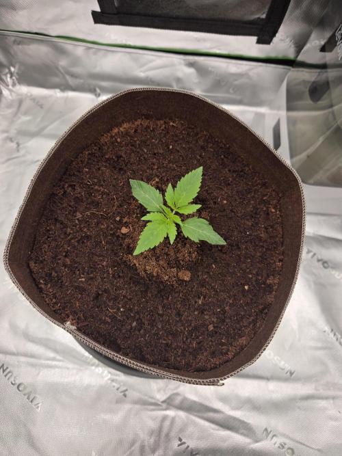 Strawberry Milk and Cookies Remix #2. Week 2